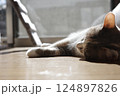 昼寝するネコ 124897826