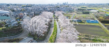 空撮「埼玉県」ドローンで見沼田んぼの桜回廊を撮影 124897836