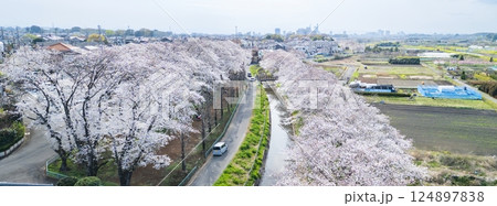 空撮「埼玉県」ドローンで見沼田んぼの桜回廊を撮影 124897838