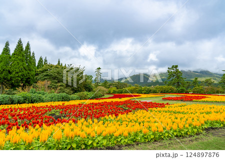 大分県竹田市　秋のくじゅう花公園の赤と黄色が美しいけいとうの花畑 124897876
