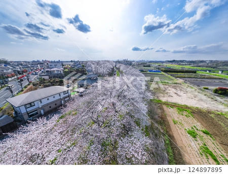 空撮「埼玉県」ドローンで見沼田んぼの桜回廊を撮影 124897895