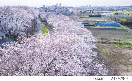 空撮「埼玉県」ドローンで見沼田んぼの桜回廊を撮影 124897908