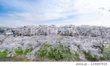 空撮「埼玉県」ドローンで見沼田んぼの桜回廊を撮影 124897910