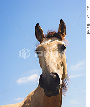 Horses grazing on grassland under blue sky and white clouds Horses grazing on grassland under blue sky and white clouds 124897949