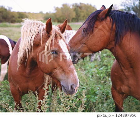 Horses grazing on grassland under blue sky and white clouds Horses grazing on grassland under blue sky and white clouds 124897950