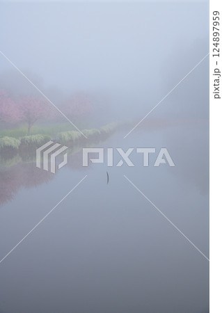 靄に霞む 満開の桜並木 神秘的な水辺の風景 靄に霞む 満開の桜並木 神秘的な水辺の風景 124897959
