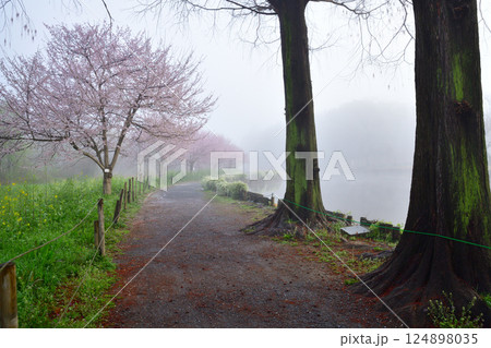靄に霞む　満開の桜　水辺の風景 124898035