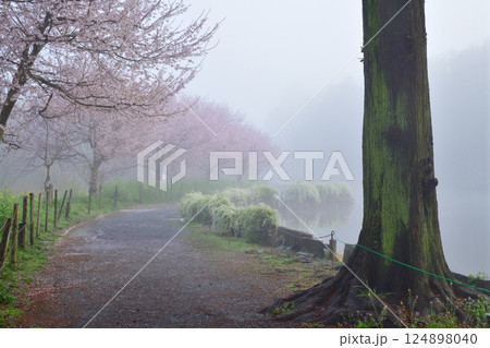 靄に霞む　満開の桜　水辺の風景 124898040