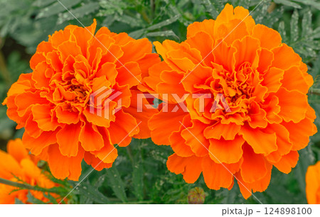 あかぼり小菊の里　マリーゴールド2ー10 124898100