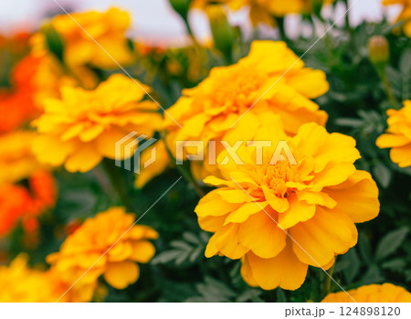 あかぼり小菊の里　マリーゴールド2ー30 124898120