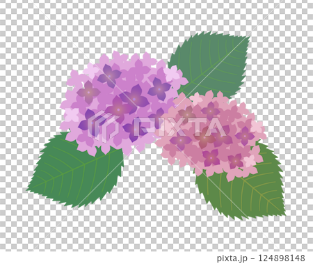 Simple hydrangea illustration Simple hydrangea illustration 124898148