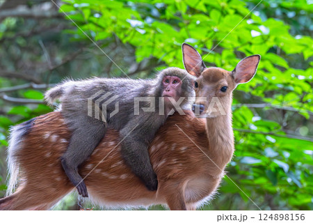 ヤクシカにのったヤクザル　世界自然遺産屋久島(夏 124898156