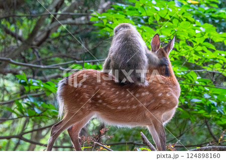 ヤクシカにのったヤクザル　世界自然遺産屋久島(夏 124898160