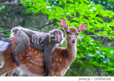 ヤクシカにのったヤクザル　世界自然遺産屋久島(夏 124898166