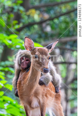 ヤクシカにのったヤクザル　世界自然遺産屋久島(夏 124898171