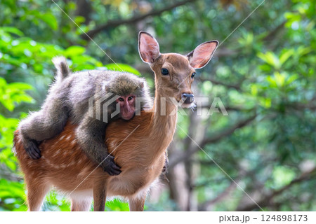 ヤクシカにのったヤクザル 世界自然遺産屋久島(夏 ヤクシカにのったヤクザル 世界自然遺産屋久島(夏 124898173