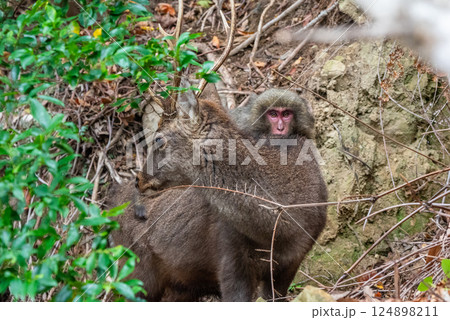 ヤクザルをのせたヤクシカ　世界自然遺産屋久島(冬 124898211