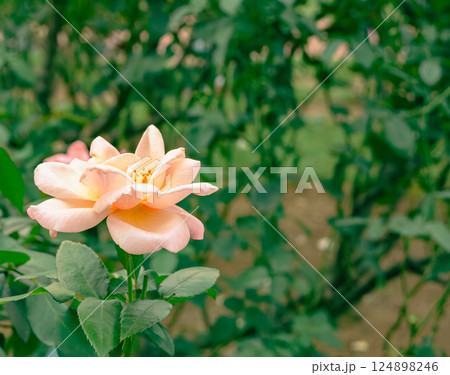 前橋バラ園 バラの花2ー15 前橋バラ園 バラの花2ー15 124898246