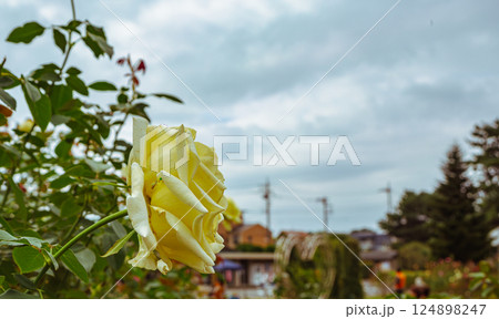 前橋バラ園　バラの花2ー16 124898247