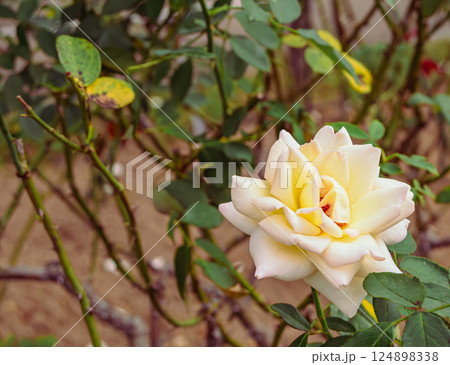 前橋バラ園　バラの花2ー61 124898338