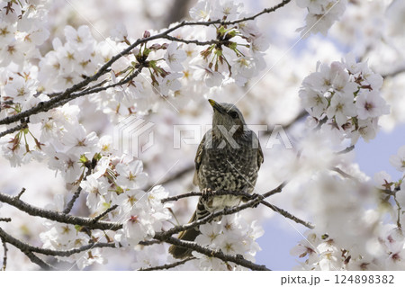 桜の花と青空とヒヨドリ 桜の花と青空とヒヨドリ 124898382