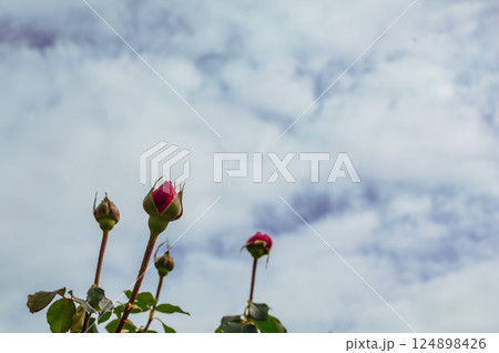 前橋バラ園　バラの花2ー118 124898426