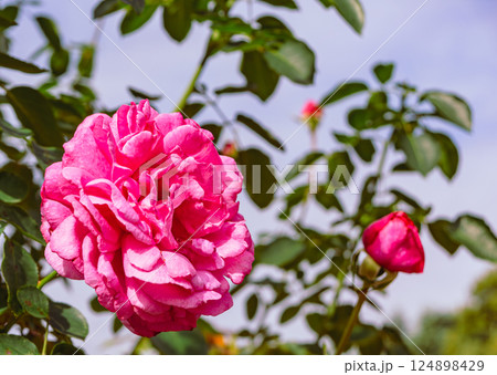 前橋バラ園　バラの花2ー135 124898429