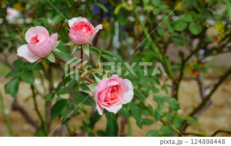 前橋バラ園　バラの花2ー154 124898448