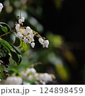 アセビ 124898459