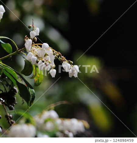 アセビ 124898459