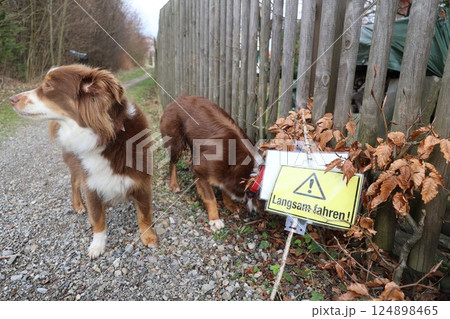Two dogs sniffing around a sign that says "Langsam fahren" Two dogs sniffing around a sign that says "Langsam fahren" 124898465