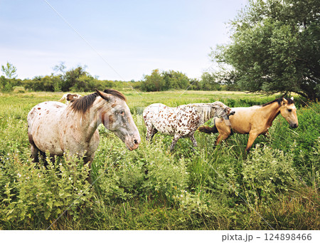 Horses grazing on grassland under blue sky and white clouds Horses grazing on grassland under blue sky and white clouds 124898466