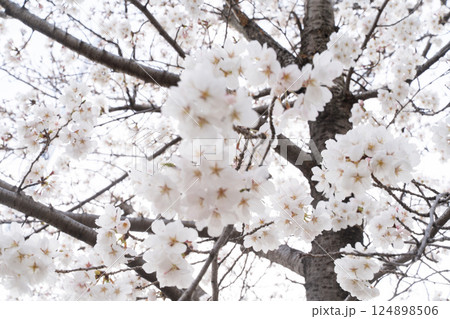 満開の桜と木の幹の躍動感① 124898506