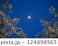 桜の額縁で月を愛でる 124898565