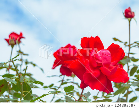 前橋バラ園　薔薇の花2ー11 124898597