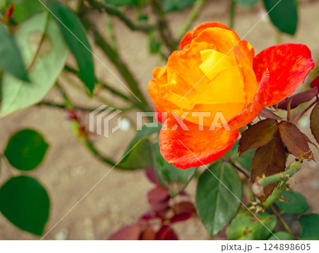 前橋バラ園 薔薇の花2ー19 前橋バラ園 薔薇の花2ー19 124898605