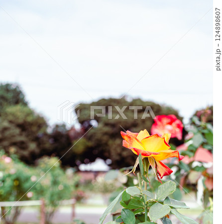 前橋バラ園　薔薇の花2ー21 124898607