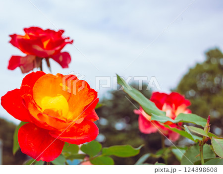 前橋バラ園　薔薇の花2ー22 124898608