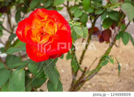 前橋バラ園　薔薇の花2ー23 124898609