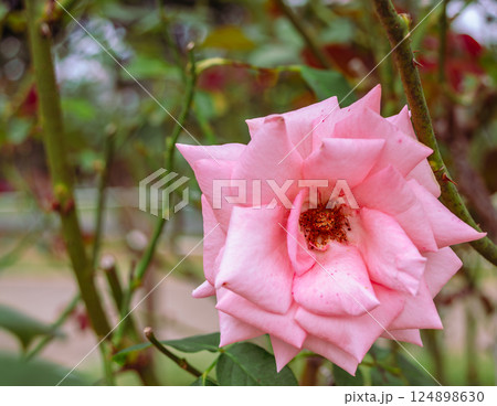 前橋バラ園　薔薇の花2ー44 124898630
