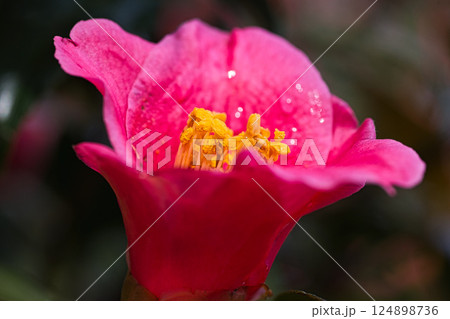 春まじかの足羽神社 春まじかの足羽神社 124898736