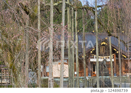 春まじかの足羽神社 春まじかの足羽神社 124898739