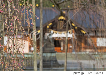 春まじかの足羽神社 124898741
