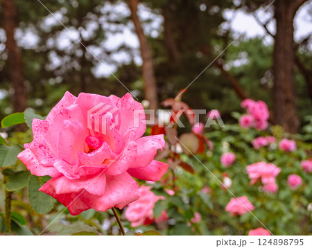 前橋バラ園　薔薇の花2ー73 124898795