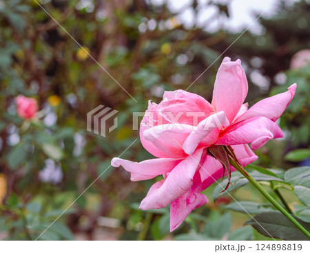 前橋バラ園　薔薇の花2ー97 124898819