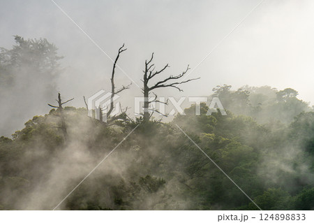 光と霧 まるで水墨画 世界自然遺産屋久島(夏 光と霧 まるで水墨画 世界自然遺産屋久島(夏 124898833