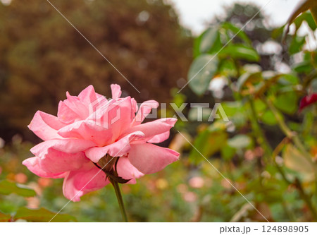 前橋バラ園 薔薇の花2ー111 前橋バラ園 薔薇の花2ー111 124898905