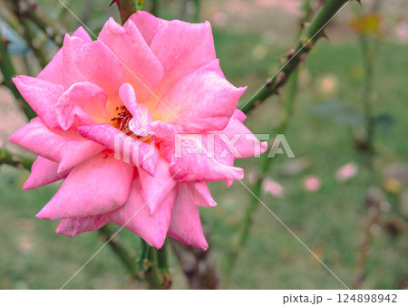 前橋バラ園　薔薇の花2ー158 124898942