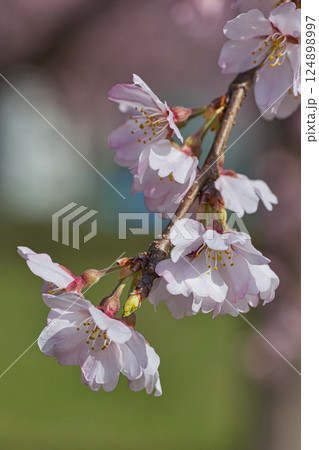 さくらの季節 さくらの季節 124898997