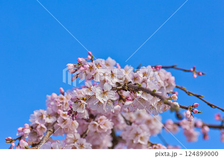 さくらの季節 124899000